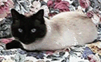 Buster
